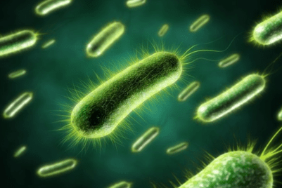 анаэробные бактерии для септика